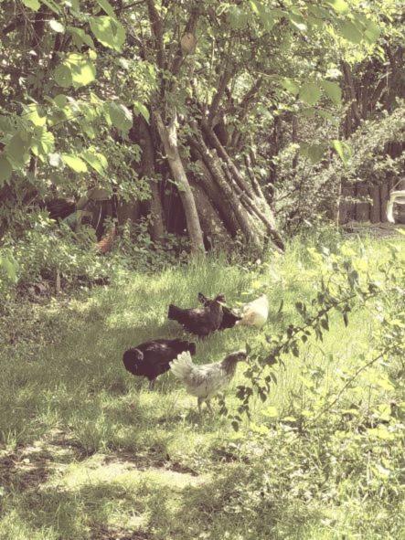Familienfreundliche Grosszuegige Ferienwohnung Schlierachwelle Zwischen Schliersee Und Tegernsee Hausham Εξωτερικό φωτογραφία
